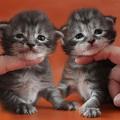 Elea_ja_Edi_20150206