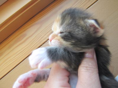 Coco 2 weeks