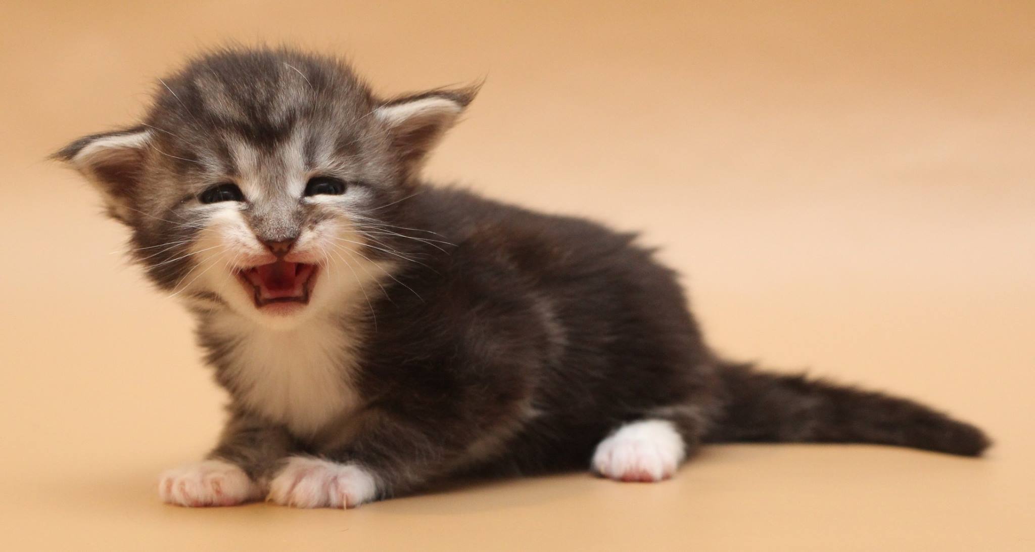 (C) I. Huttunen